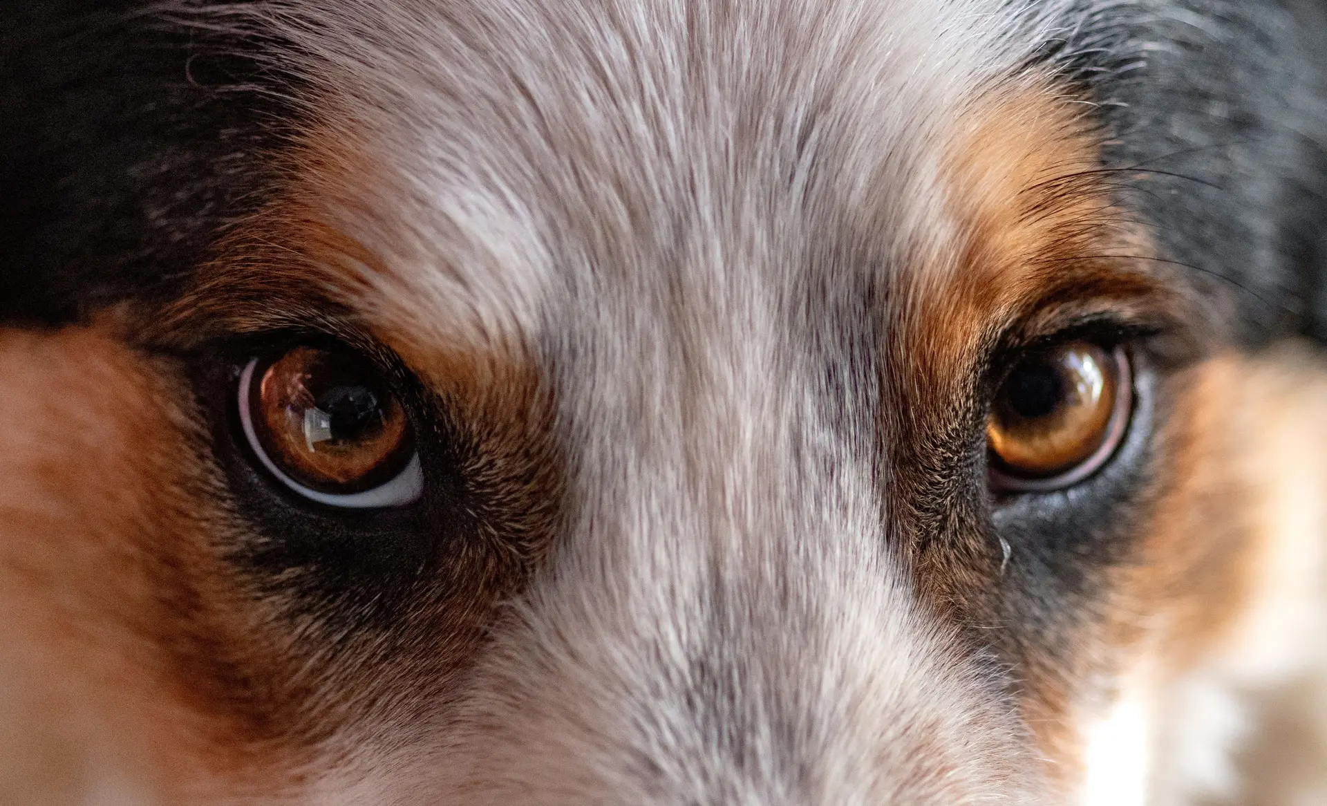 Domesticação tornou a cor dos olhos dos cães castanha
