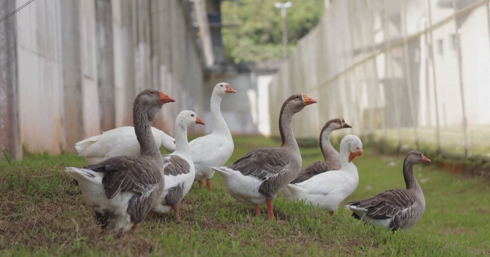 Gansos de guarda: cadeia no Brasil aposta em aves para evitar fugas