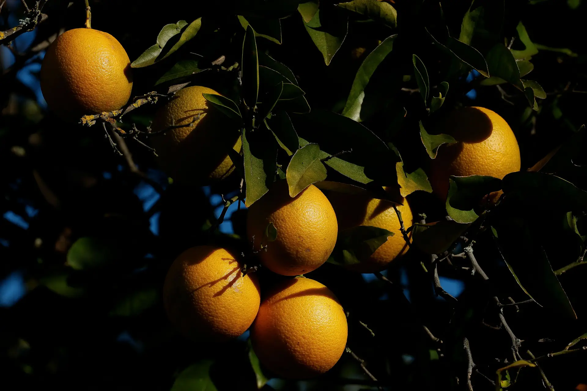 Agricultores do Algarve alertam para riscos do acordo com o Mercosul