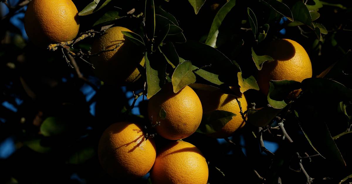 Preço da laranja já subiu 20 cêntimos e não vai parar por aqui