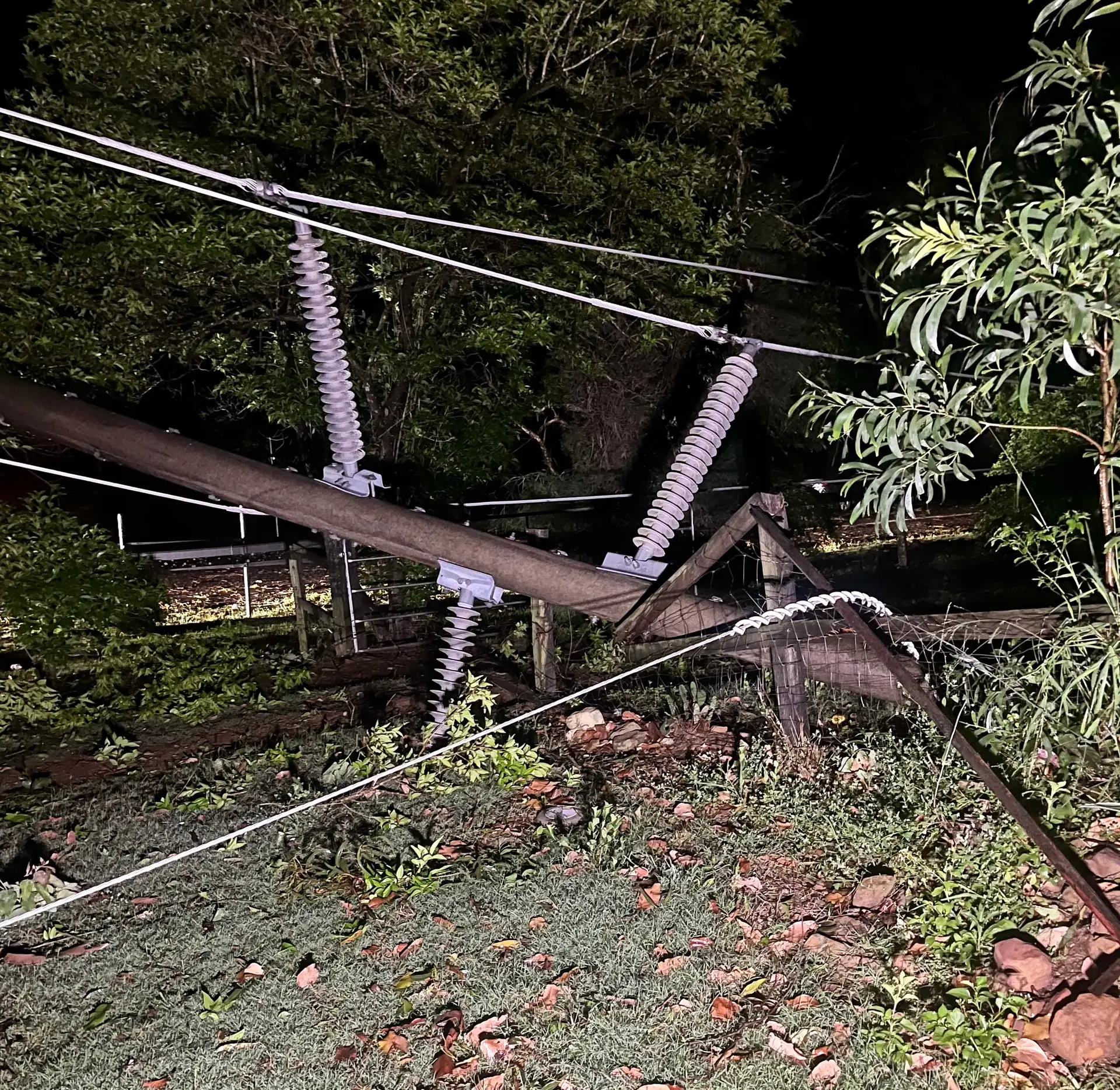  mulher morre atingida por árvore