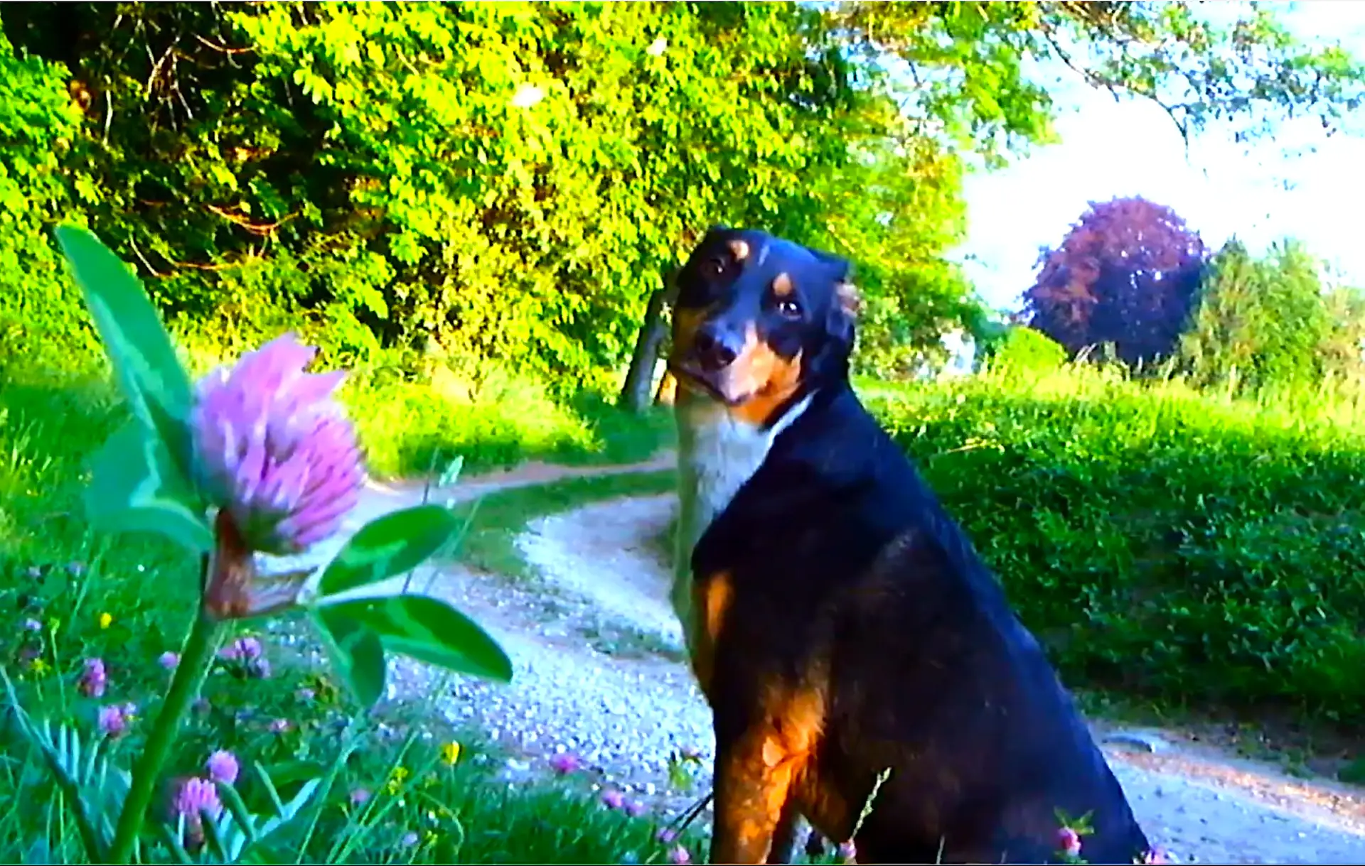 Roxy, o cão do cineasta, é personagem central em "Adeus à Linguagem"