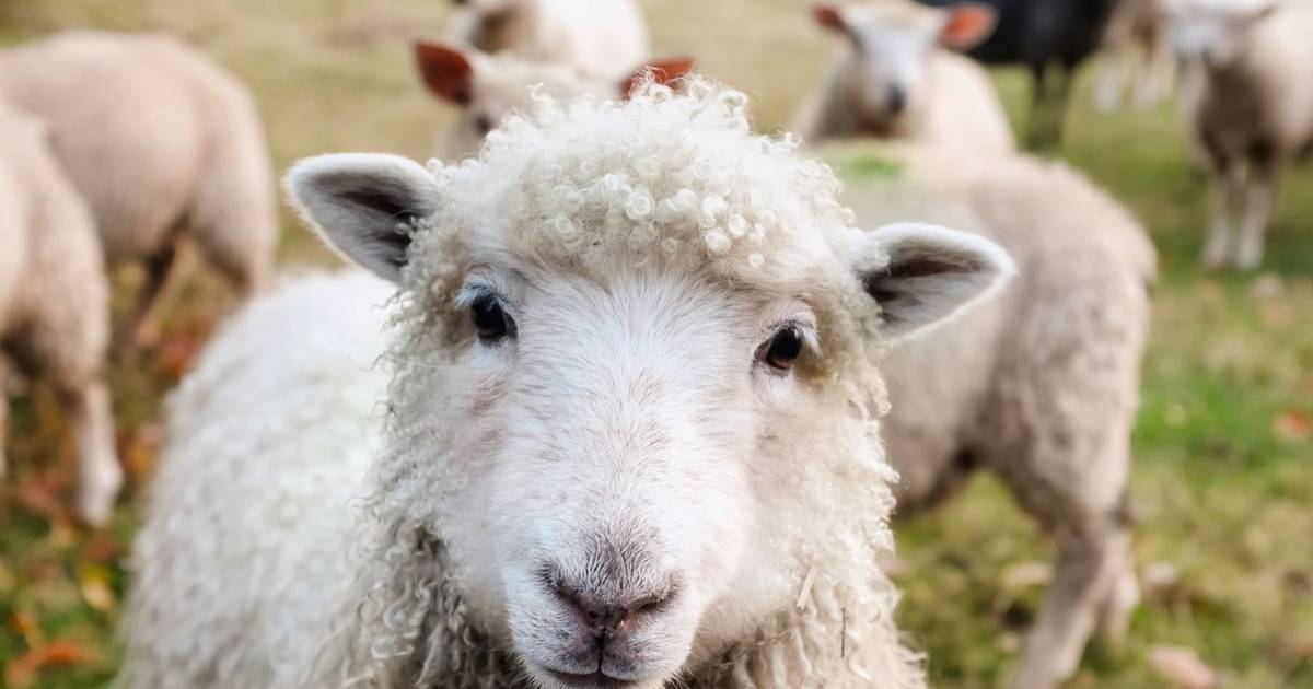 Produtores ainda não receberam apoios para vacinação contra surto de língua azul