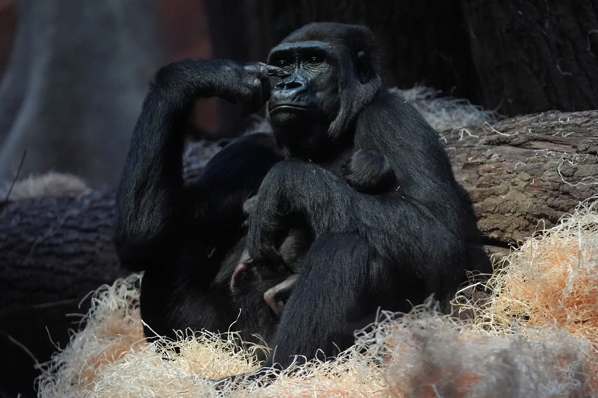 Social life has an impact on gorilla health, revealing a study conducted over 20 years