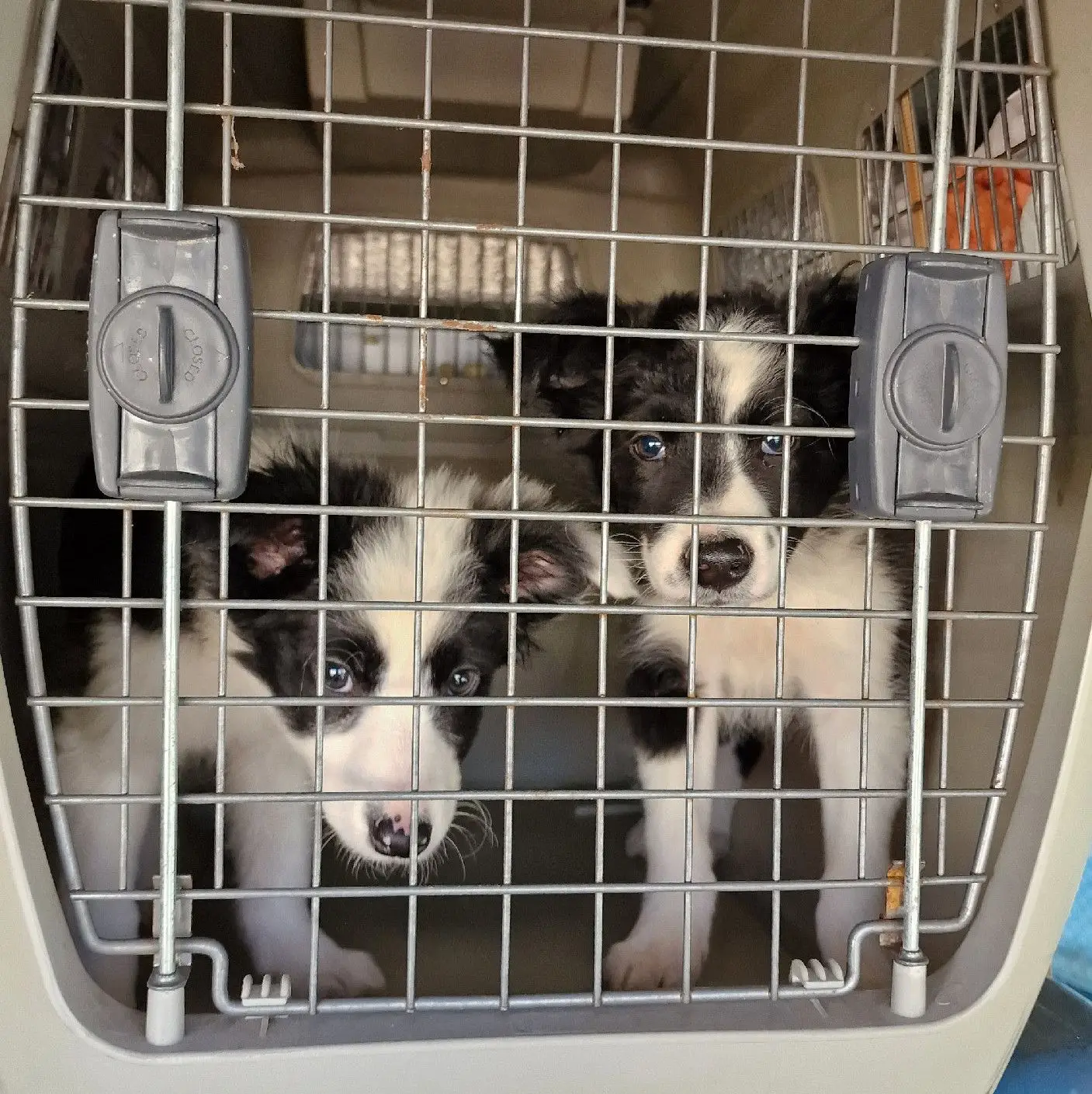 Dois dos animais resgatados pelas autoridades espanholas.