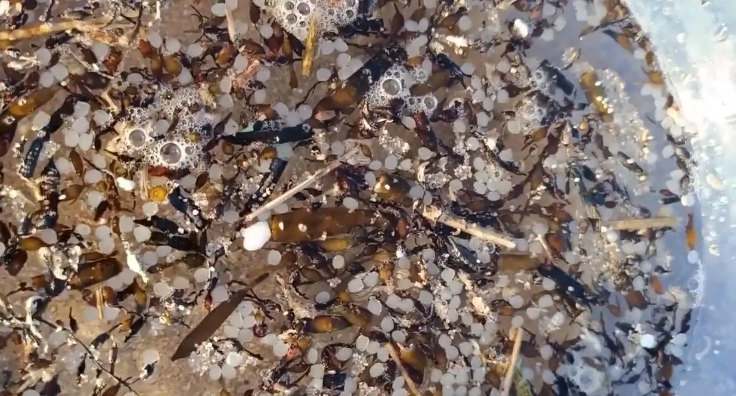 "Maré de plástico" em praias do Norte de Espanha pode afetar Portugal