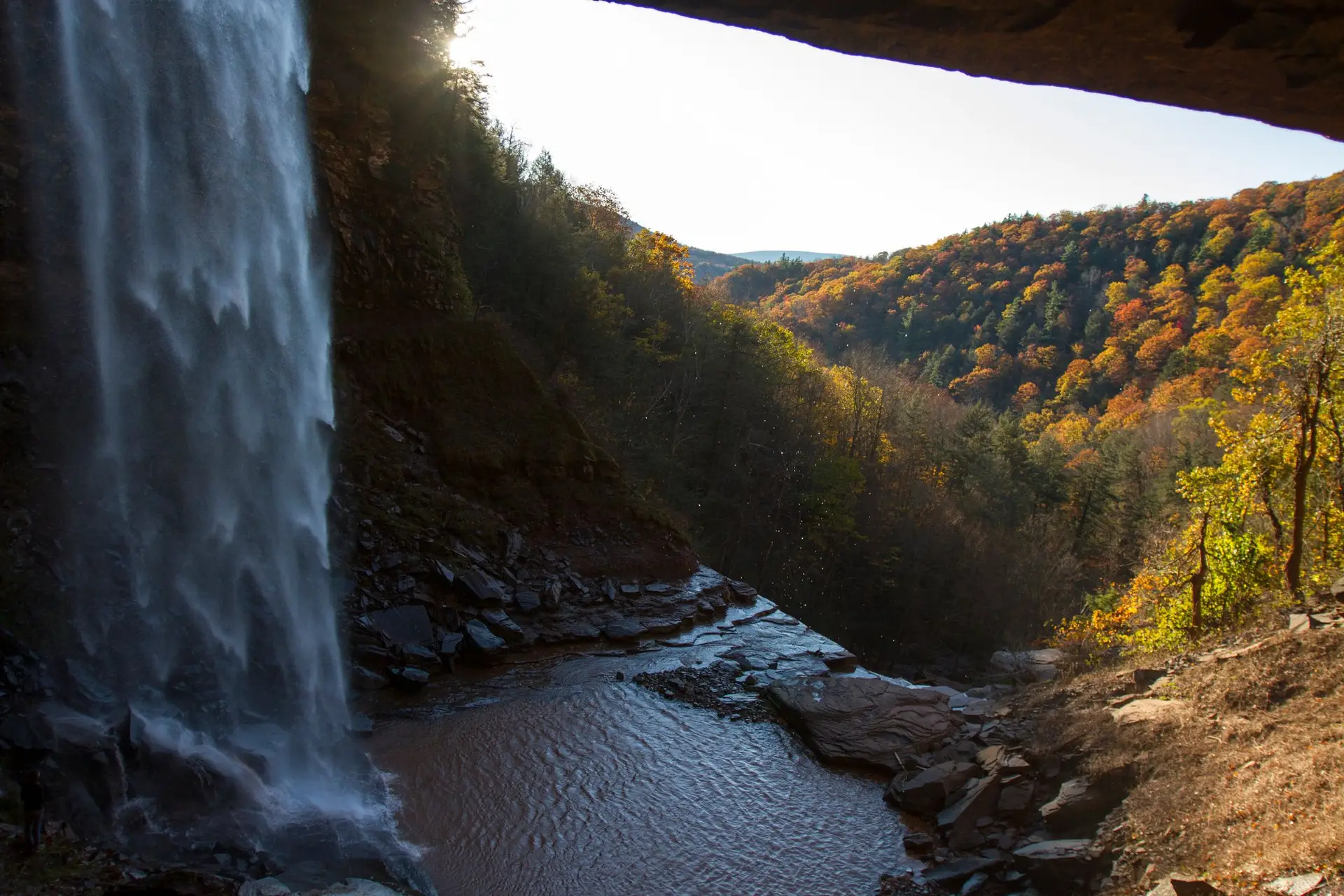 Investigadores descobrem floresta mais antiga do planeta