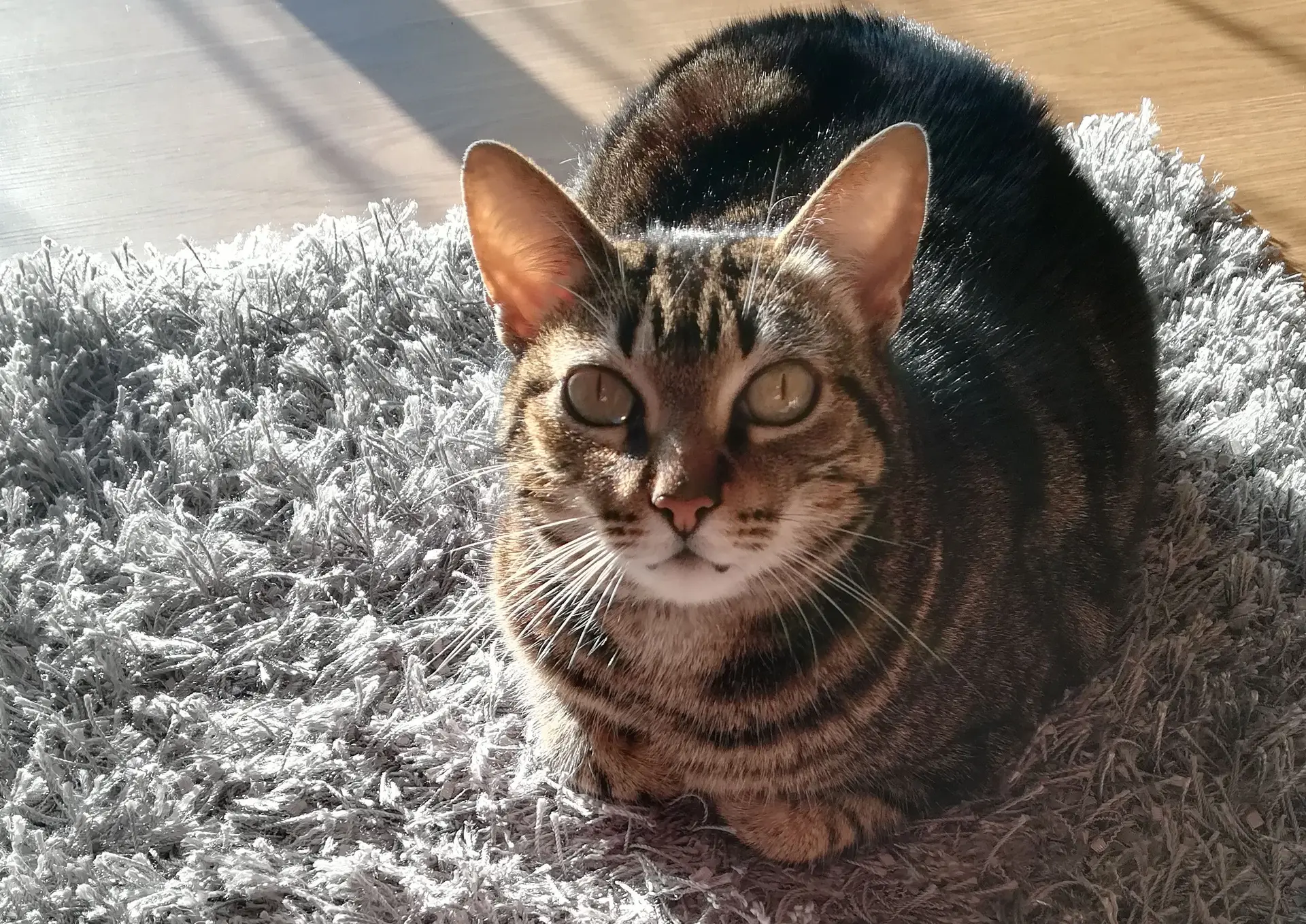 Quem é que manda lá em casa?