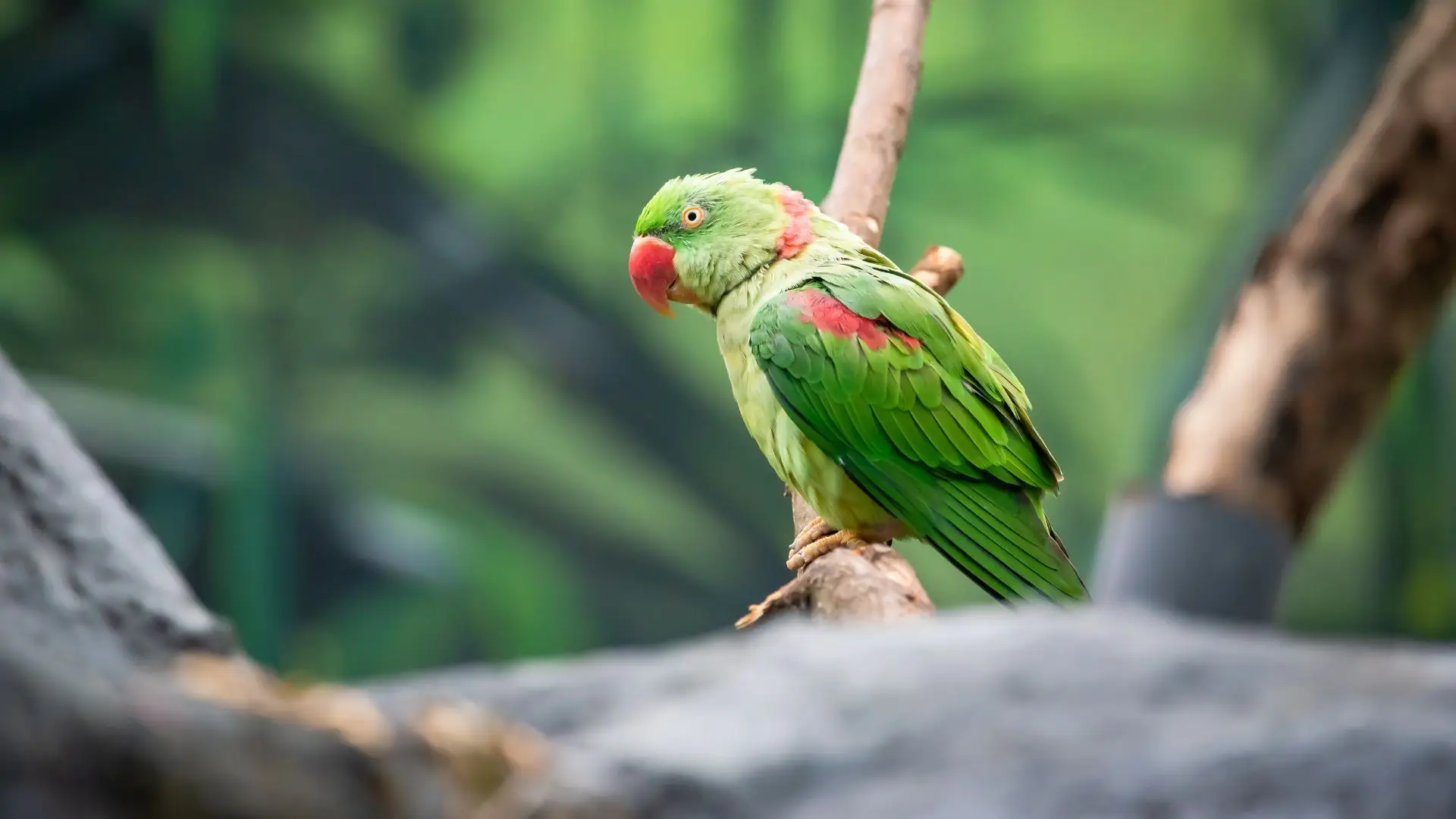 ASAE apreende 73 aves exóticas e desmantela espaço de venda ilegal em Aljustrel