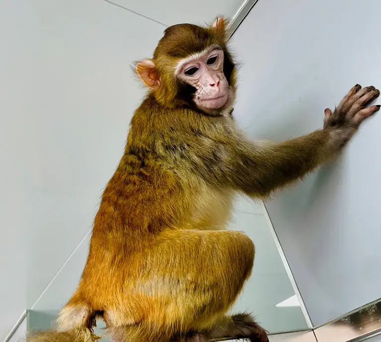 O macaco rhesus clonado, chamado ReTro, é o primeiro a sobreviver até a idade adulta. 