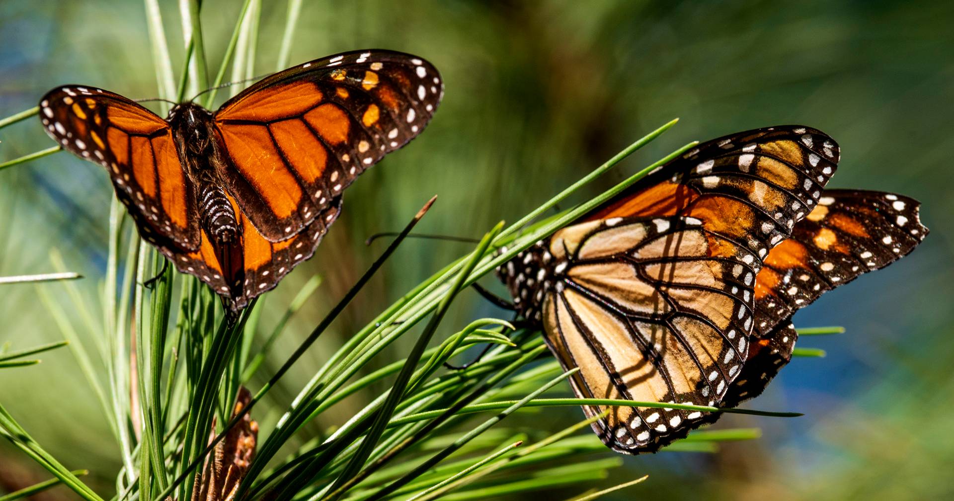 Bosques mexicanos se tiñen de naranja: las mariposas monarca escapan del frío en Estados Unidos y Canadá
