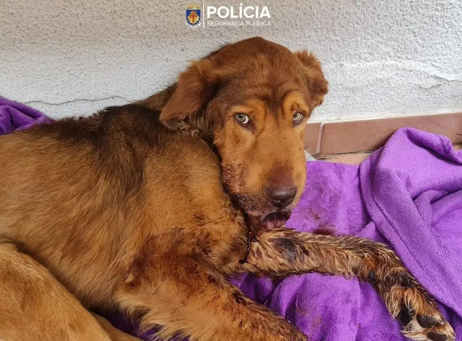 PSP resgata cão em Almada vítima de maus-tratos