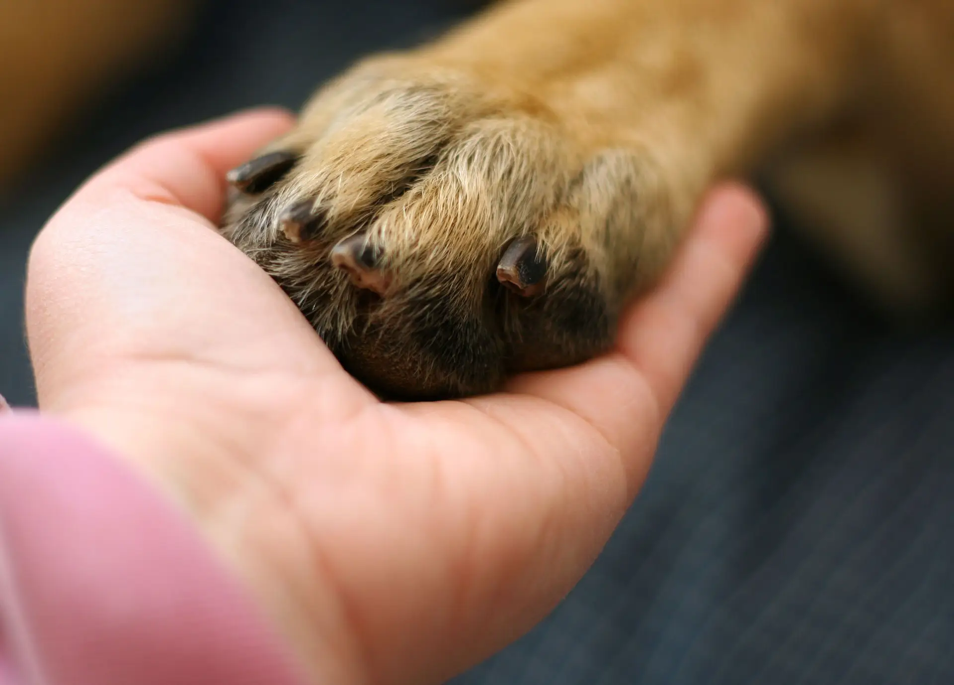 Tribunal Constitucional decide "não declarar inconstitucional" norma que criminaliza maus tratos de animais