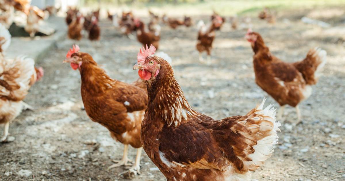 Gripe das aves em Caldas da Rainha obriga a isolar parte do parque da cidade