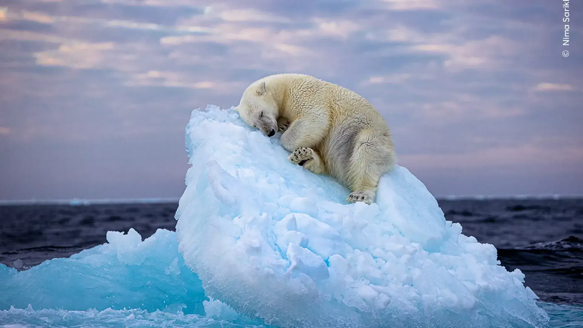 Um sono de esperança: urso polar a dormir em icebergue vence prémio de fotografia do ano de vida selvagem