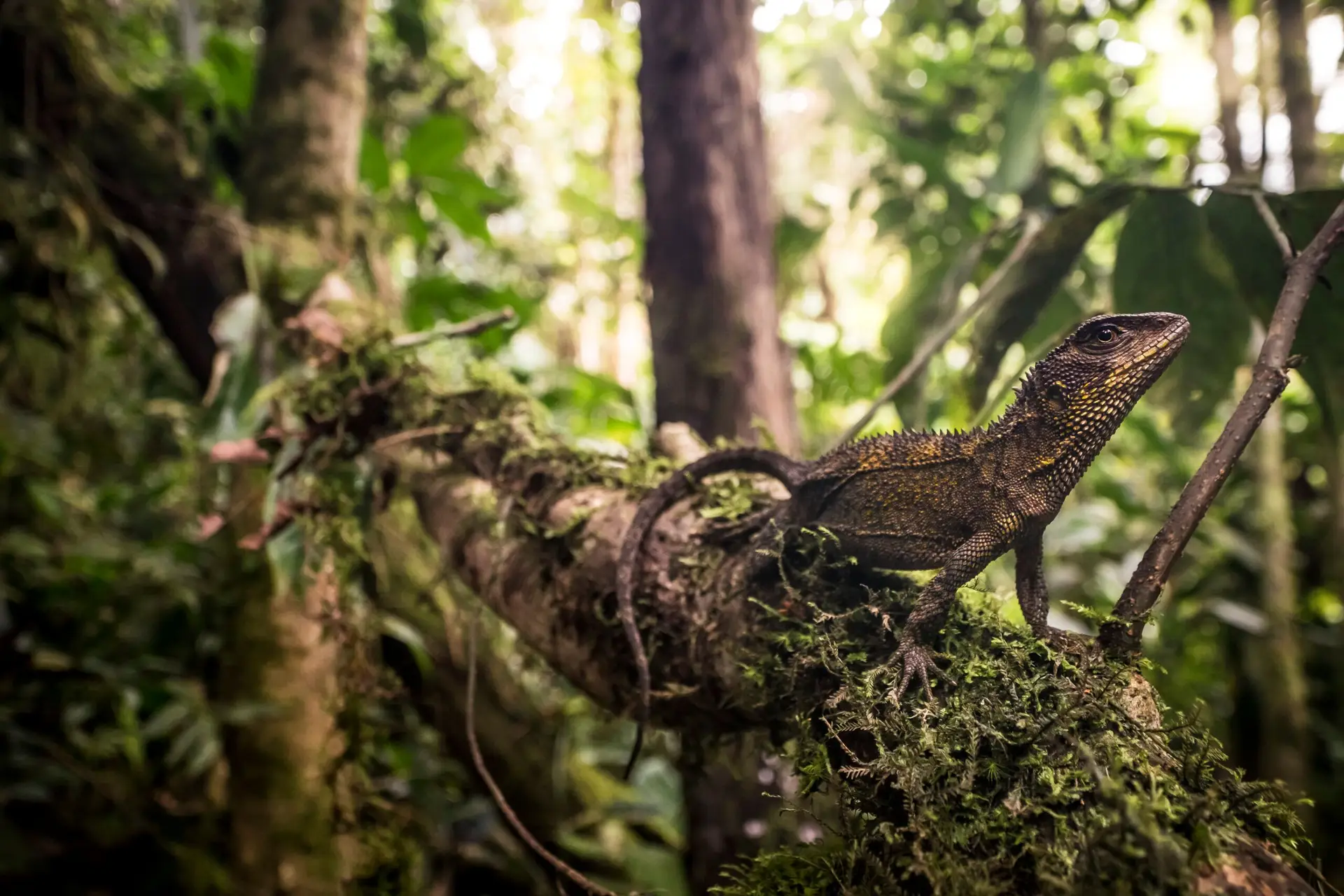 Nova espécie de lagarto homenageia antigo vocalista dos Iron Maiden. Porquê?