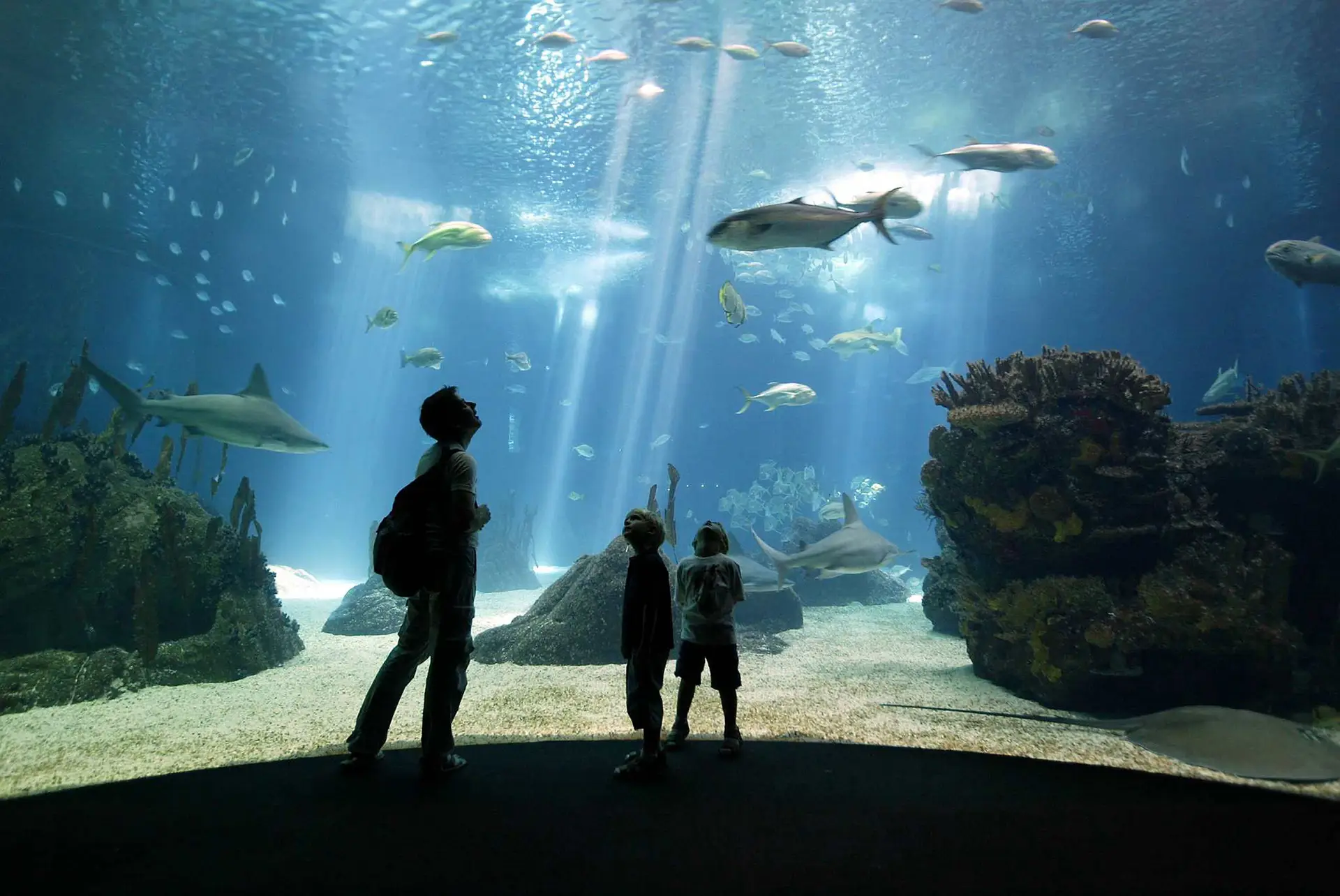 Oceanário junta-se à Black Friday com bilhetes (limitados) a metade do preço