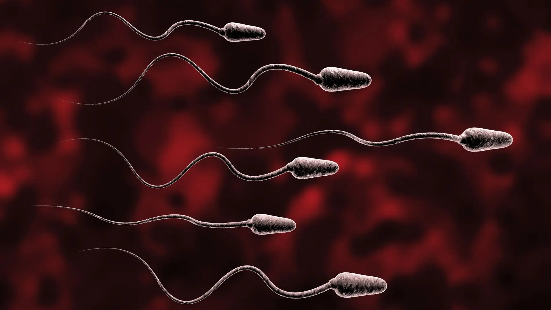 Técnica de ultrassom aumenta a mobilidade dos espermatozoides em 266%, revela estudo