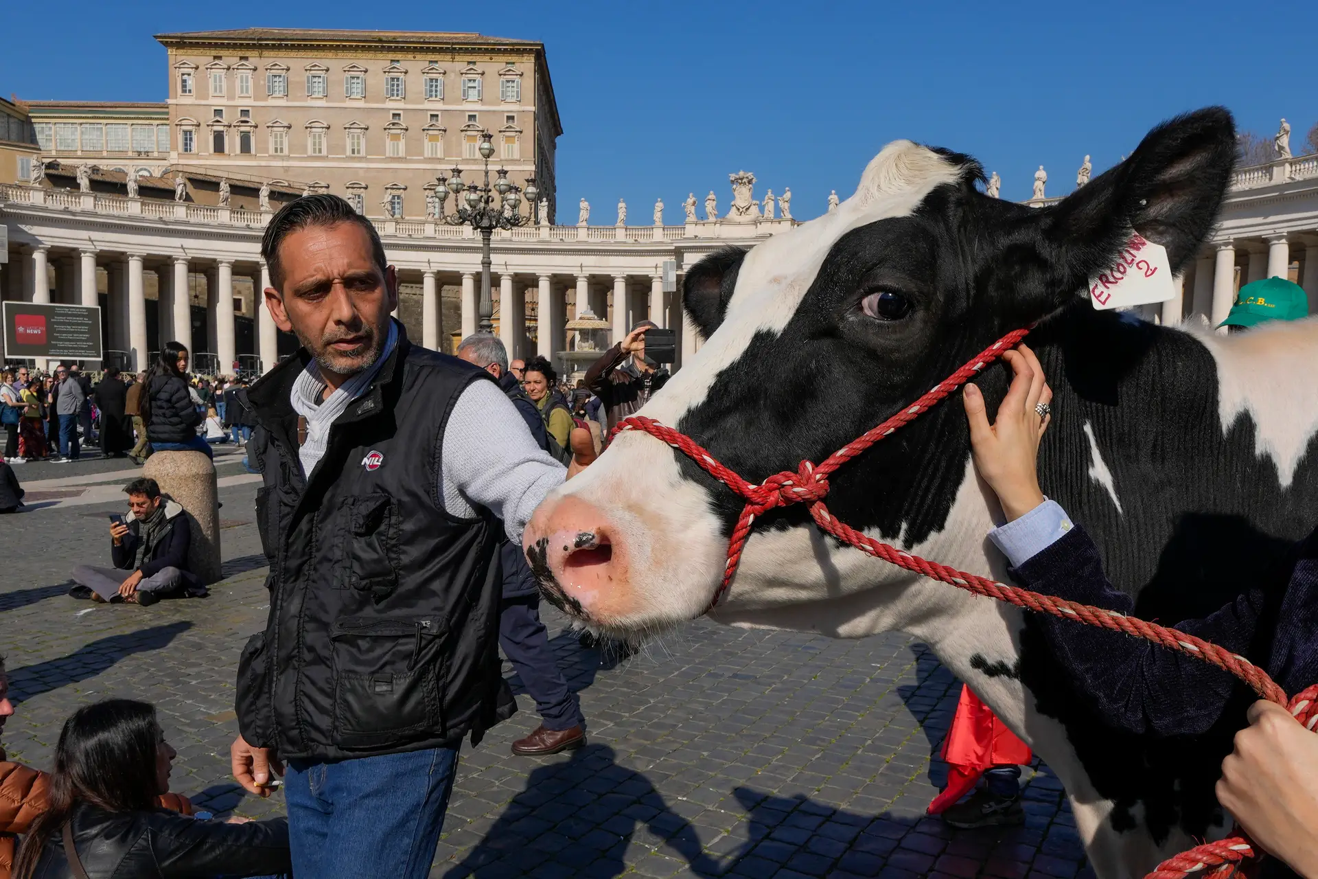 Agricultores italianos oferecem trator ao Papa e levam vaca ao Vaticano