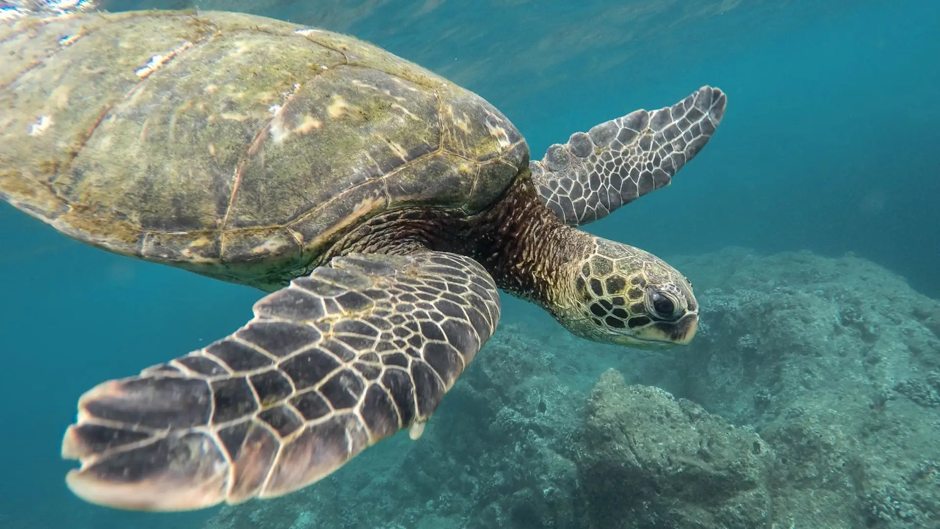 Tartarugas ameaçadas pelo plástico em Cabo Verde