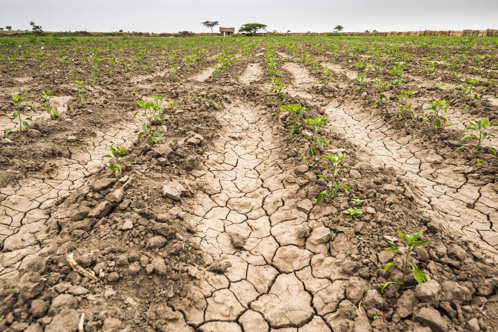 Situação de seca diminuiu em Portugal continental