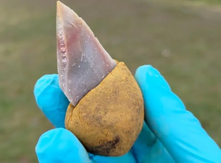 Neandertais já usavam um adesivo complexo para fazer ferramentas de pedra