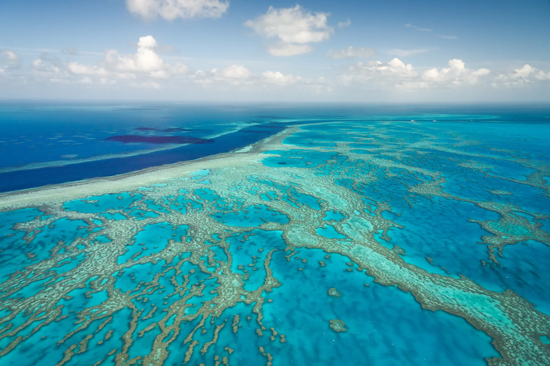 Grande Barreira de Coral da Austrália corre (ainda mais) perigo