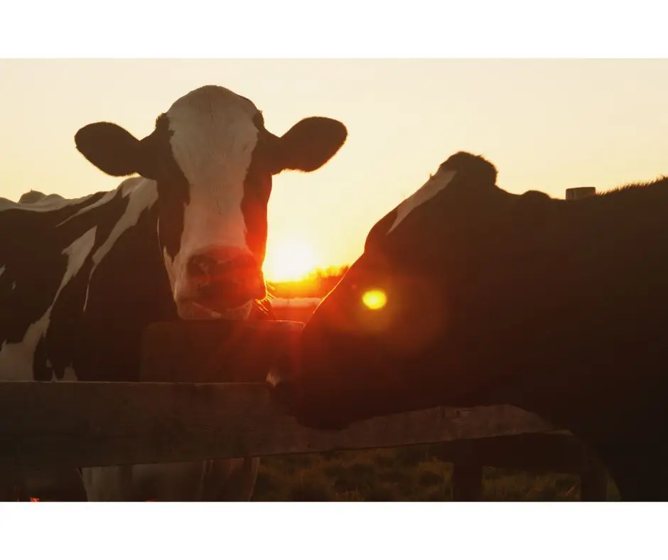 Vaca geneticamente modificada produz leite com insulina humana