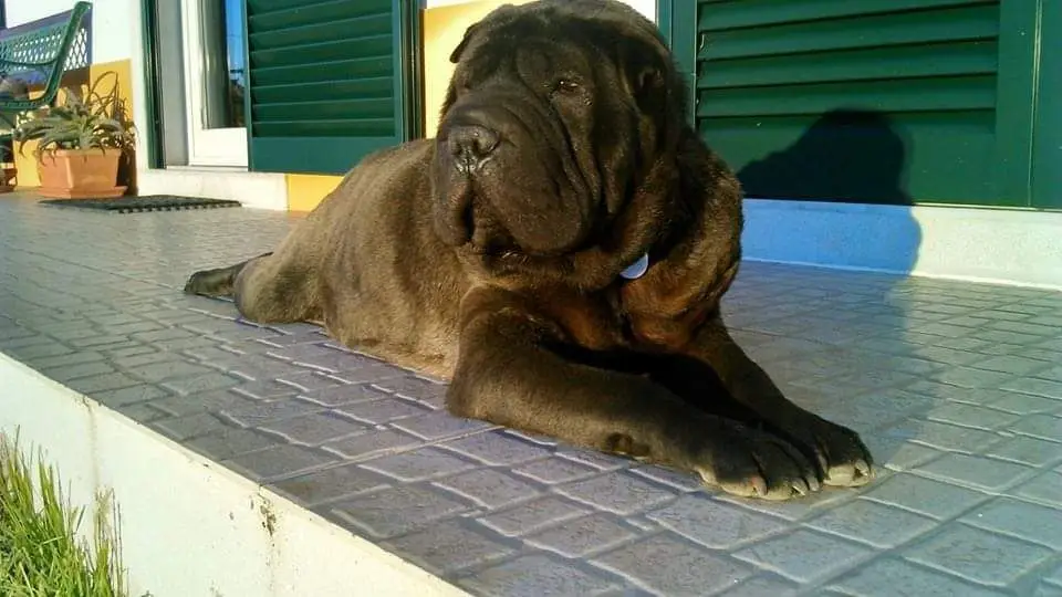 O Nagu veio para minha casa com pouco mais de dois meses, com 5 anos morreu… matei-o…