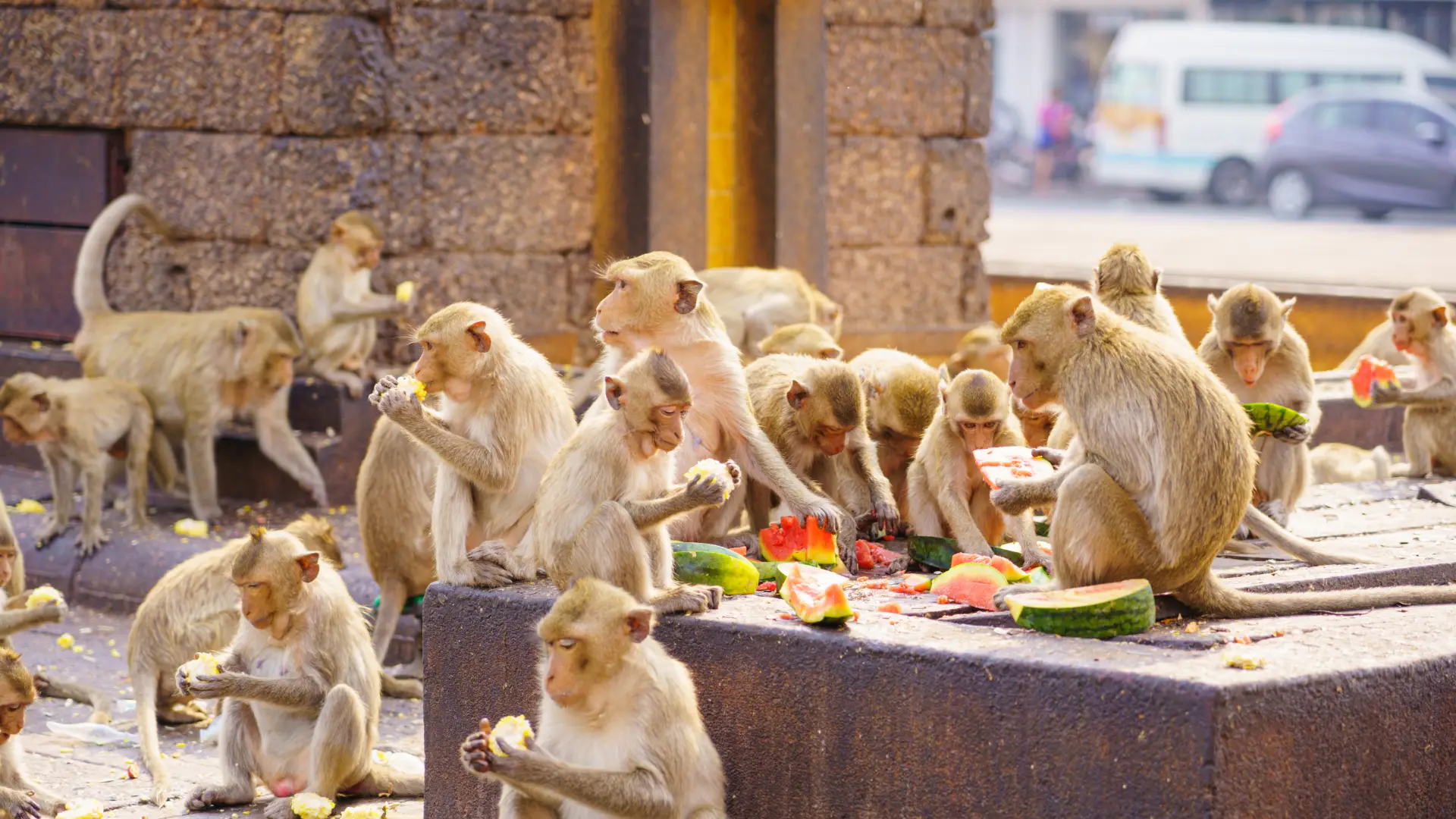 Rixa entre "gangues" de macacos para o trânsito na Tailândia