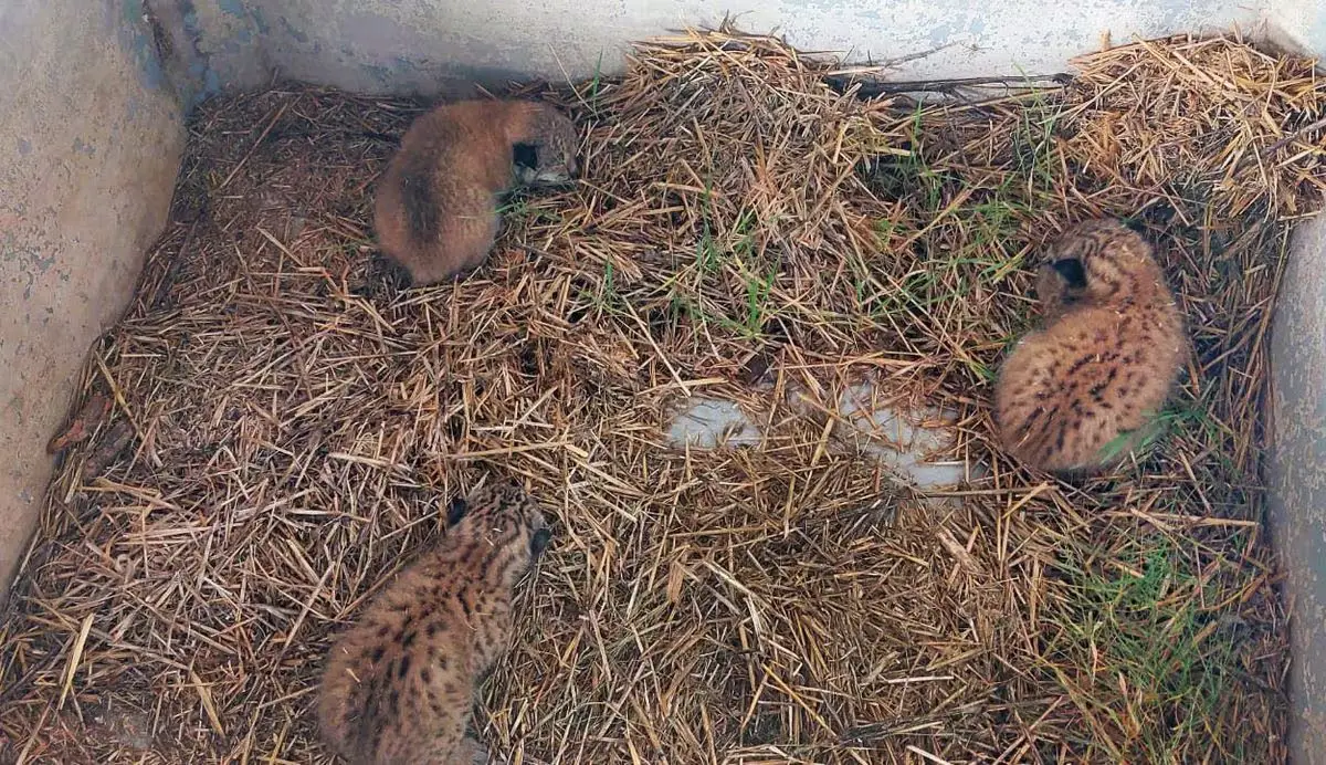 Crias de lince ibérico encontradas num palheiro em Espanha em 2024