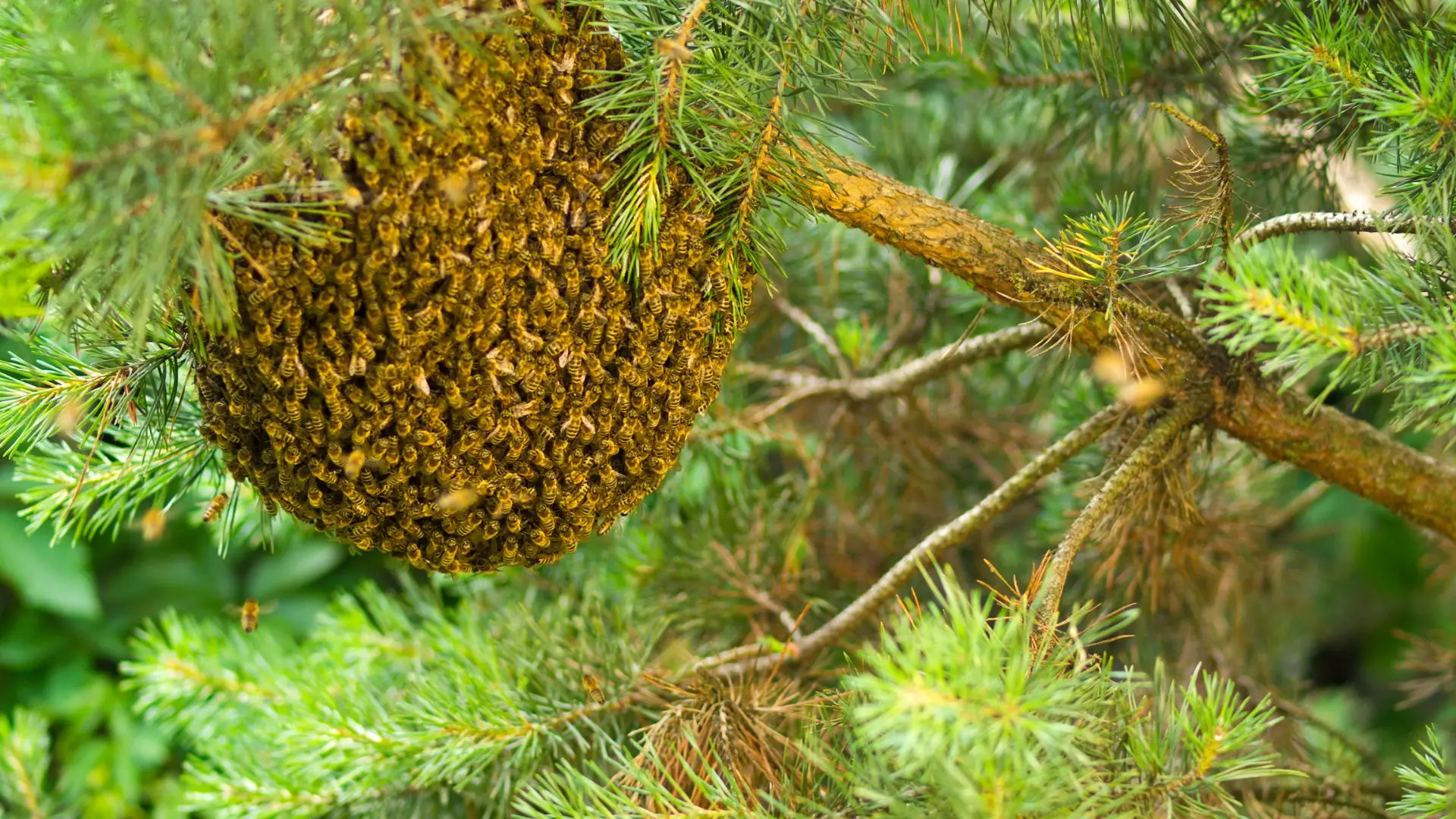 Projeto inovador: Portugal vai ter campos para alimentar abelhas