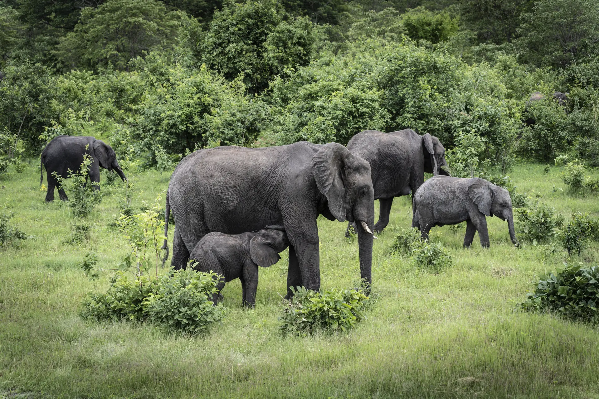 Estudo de Oxford mostra que elefantes planeiam viagens para poupar energia