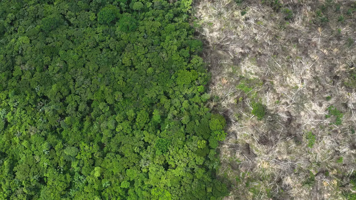 Desflorestação na Amazónia