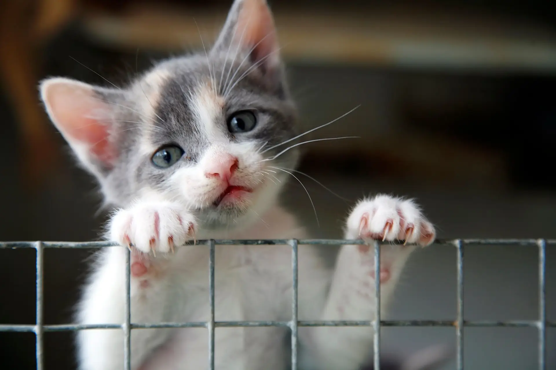 Casal que tinha 159 gatos a viver em condições miseráveis proibido de ter animais de estimação