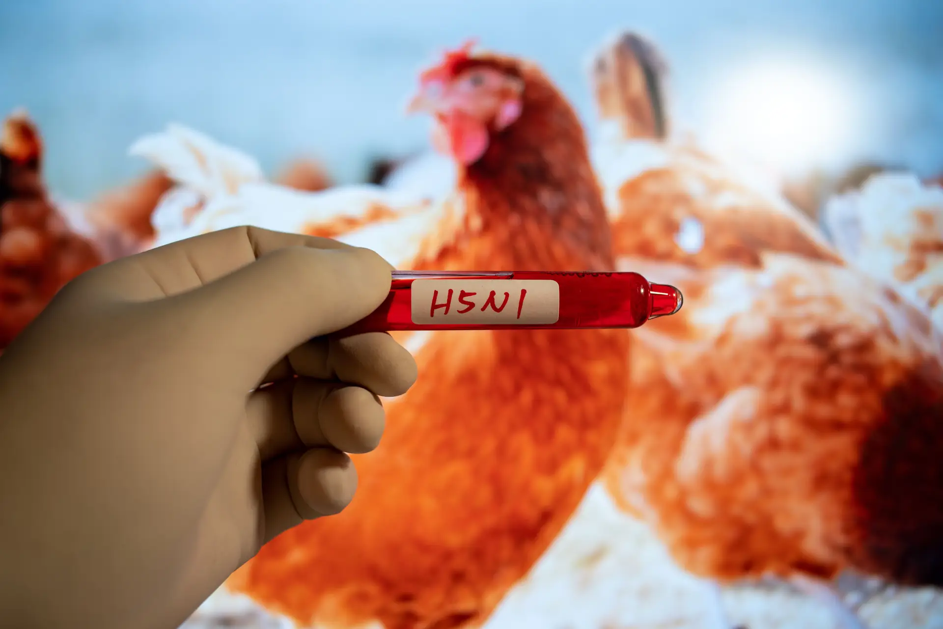 Gripe das aves: "Há sempre o risco do vírus sofrer mutações e desencadear uma pandemia"
