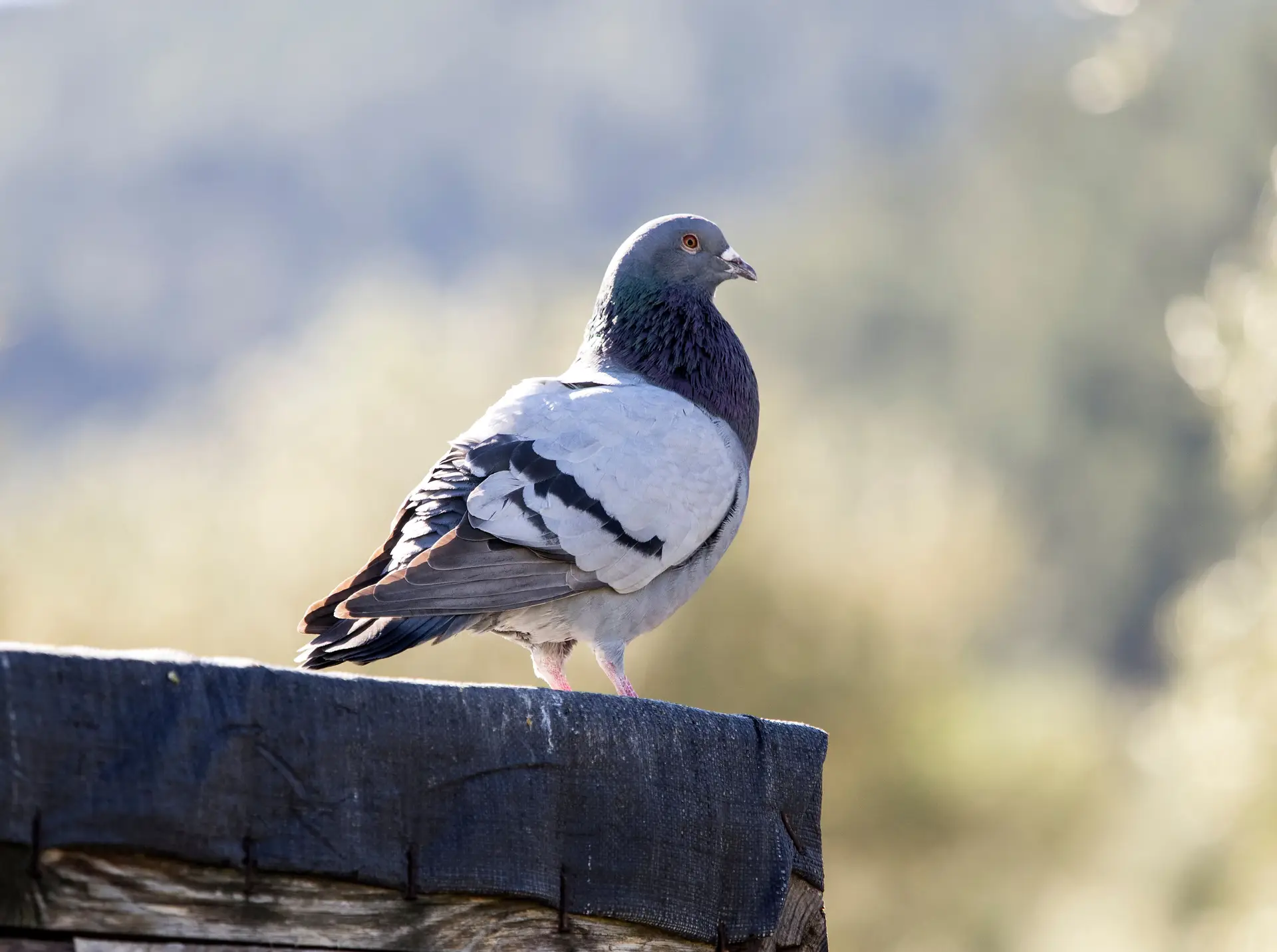 Rússia já trabalha no projeto: pombos-espiões serão uma realidade em breve