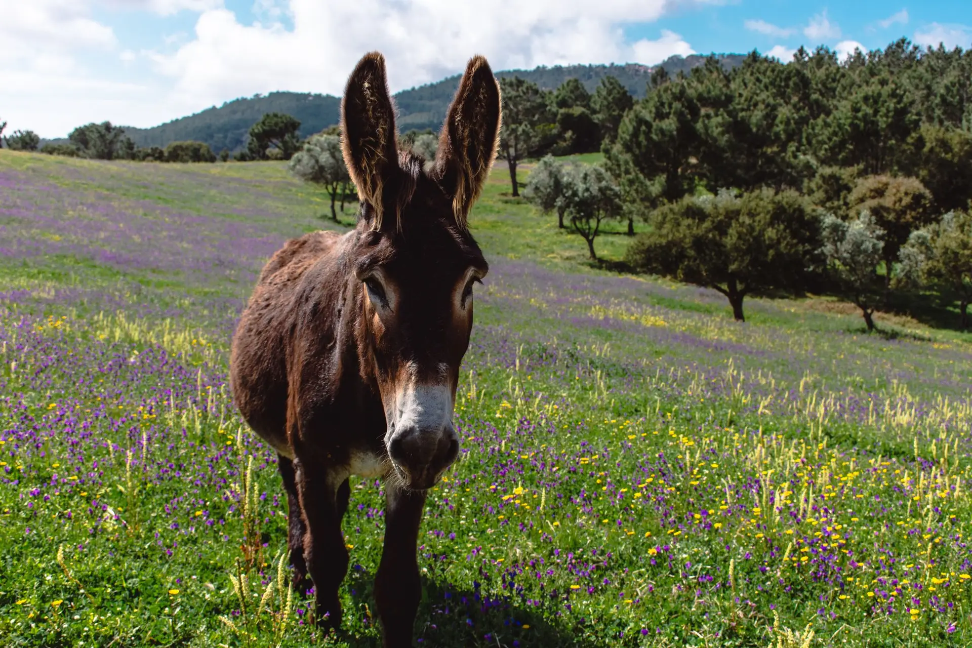 Inteligente e resiliente: hoje celebra-se o dia do animal que não é o que se diz ser, o burro