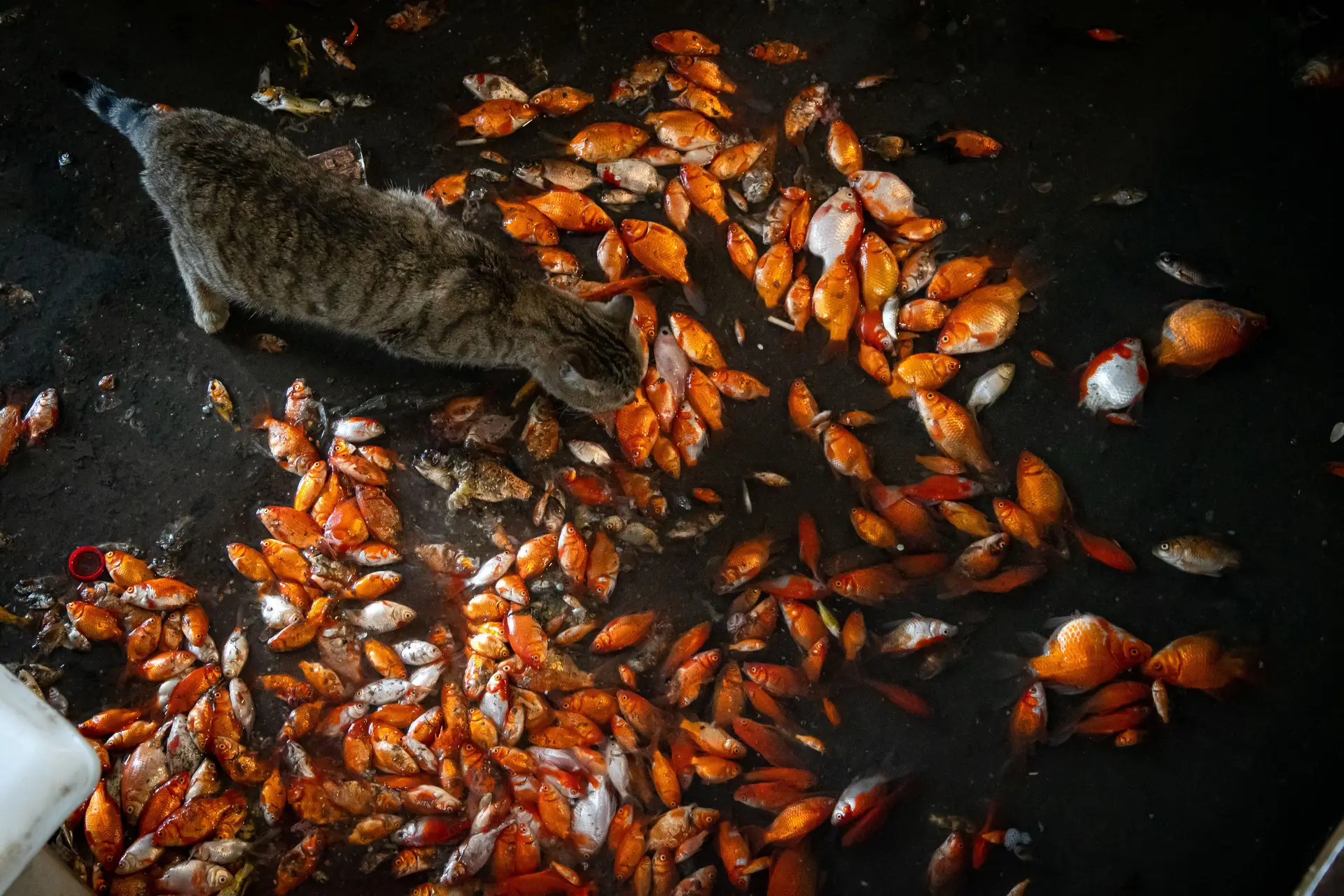 Chuva de peixes é possível: como se explica este fenómeno atmosférico?