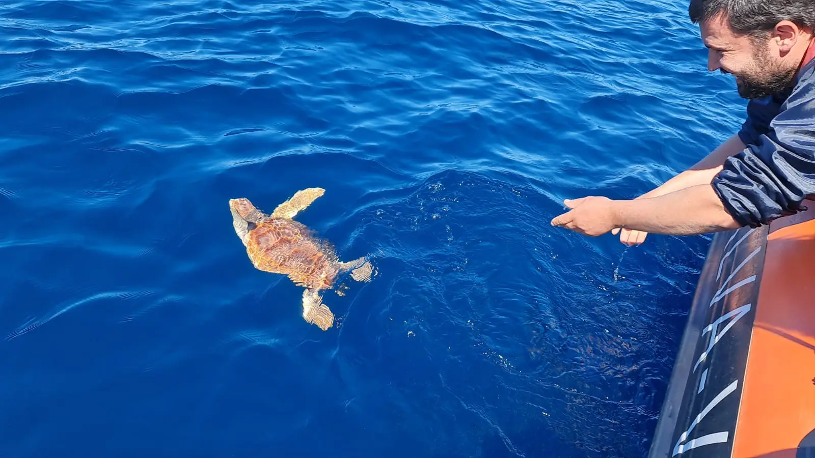 Veja o momento: tartaruga Carlinhos devolvida ao mar em Vila Nova de Gaia
