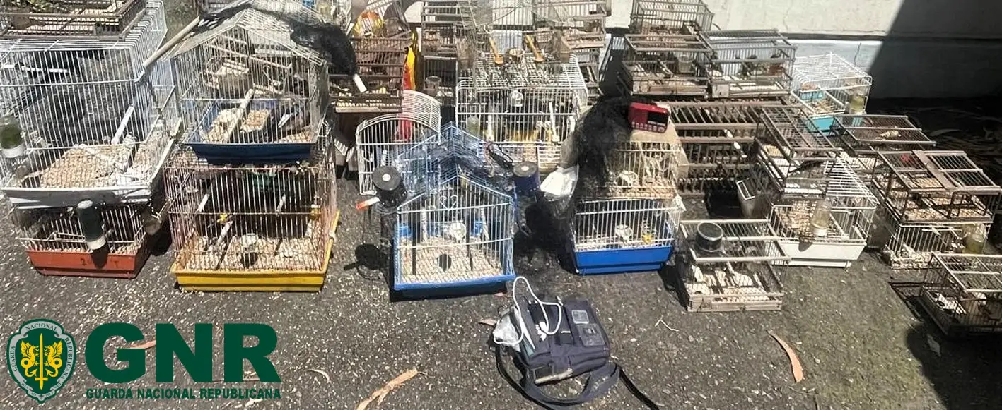 GNR detém suspeito de capturar aves de forma ilegal em Matosinhos