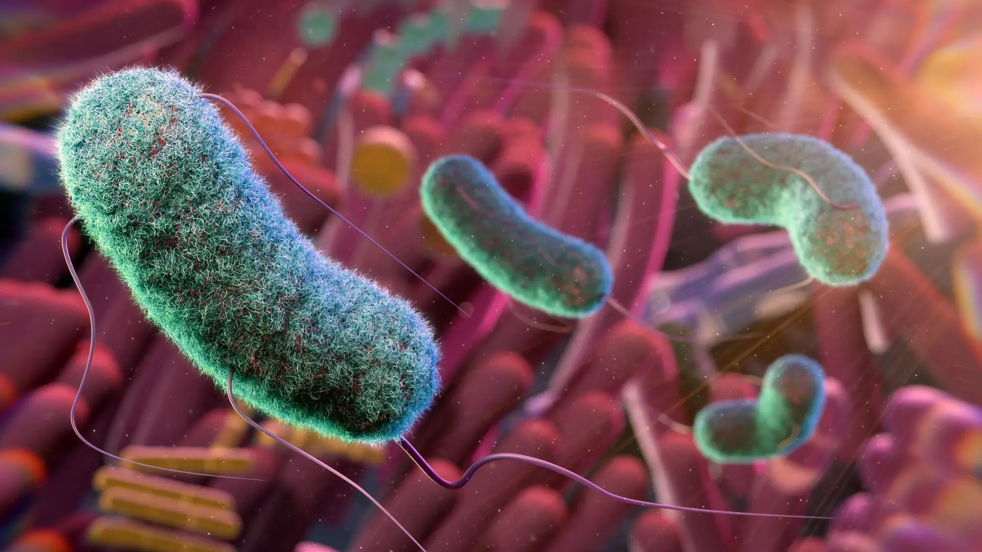 Há 15 bactérias que ameaçam a saúde humana por resistirem aos antibióticos