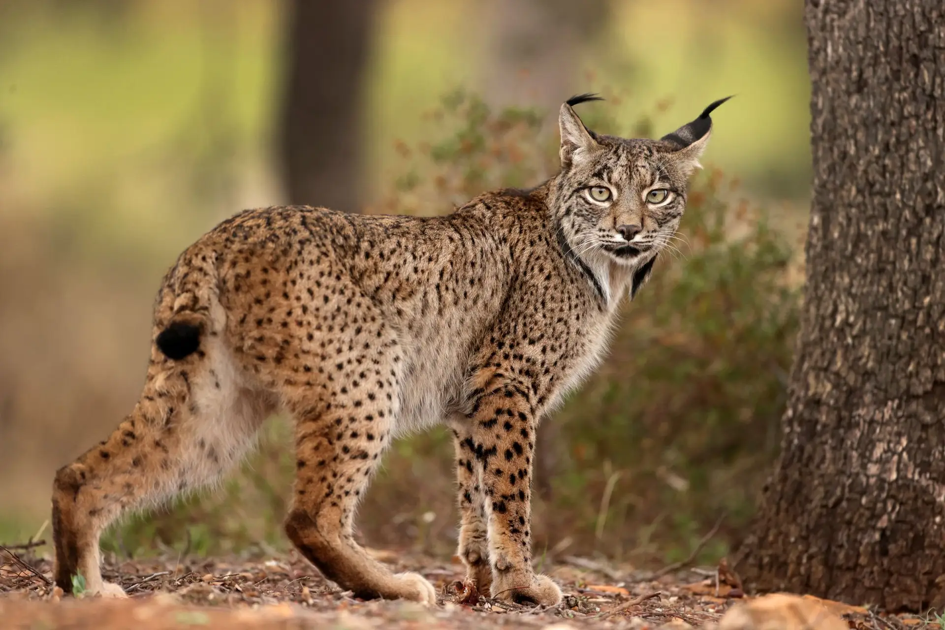 População de linces cresceu: há 2.401 na Península Ibérica