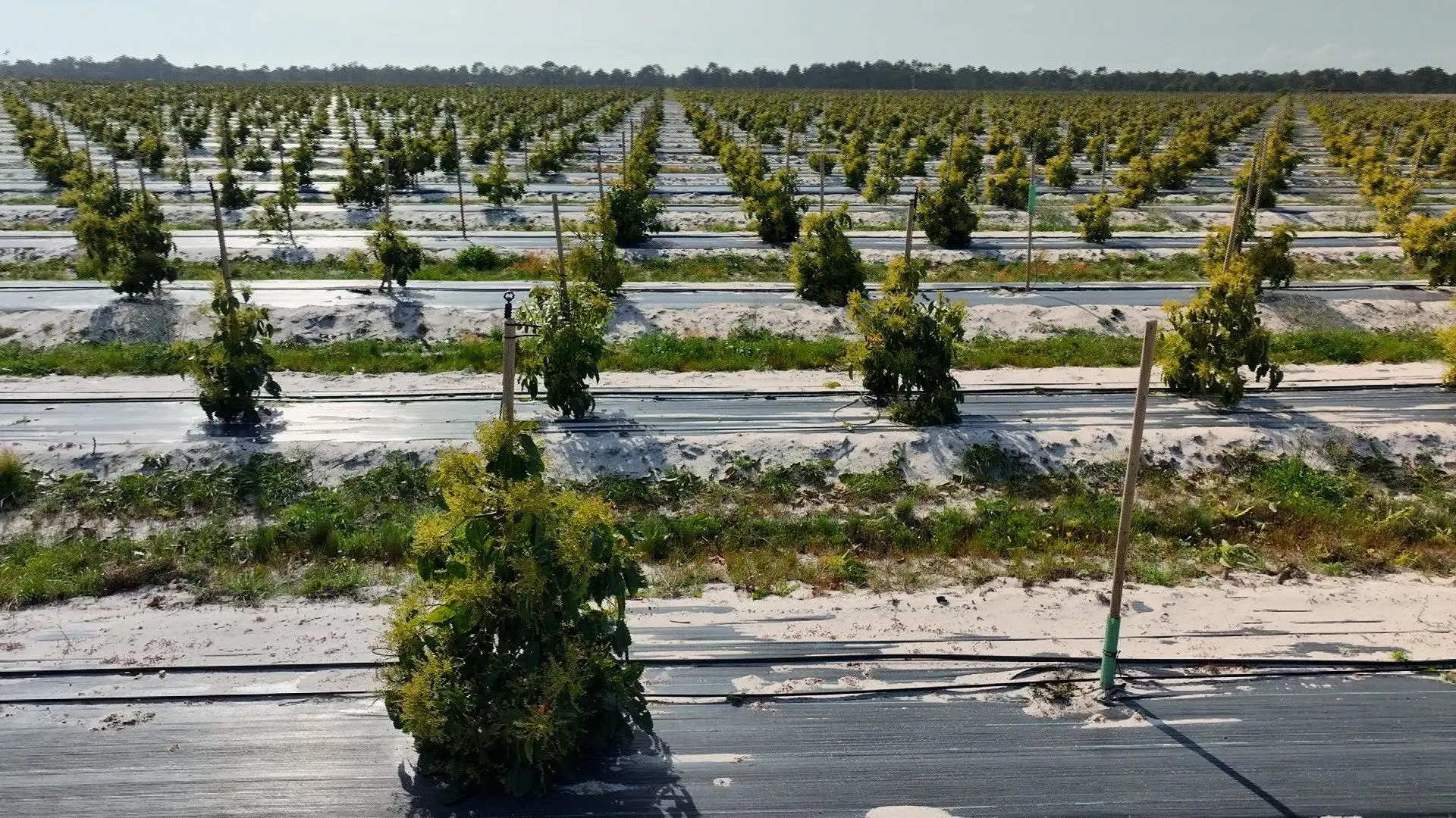 Projeto de abacates em Alcácer do Sal muda para tangerinas após chumbo ambiental