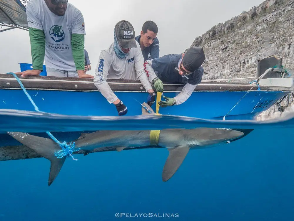 Maratona no oceano: tubarão-seda bate recorde com viagem de 27.500 km em 18 meses