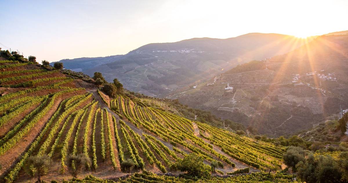 Turismo exclusivo no Douro: uma experiência imersiva pelo mundo dos vinhos