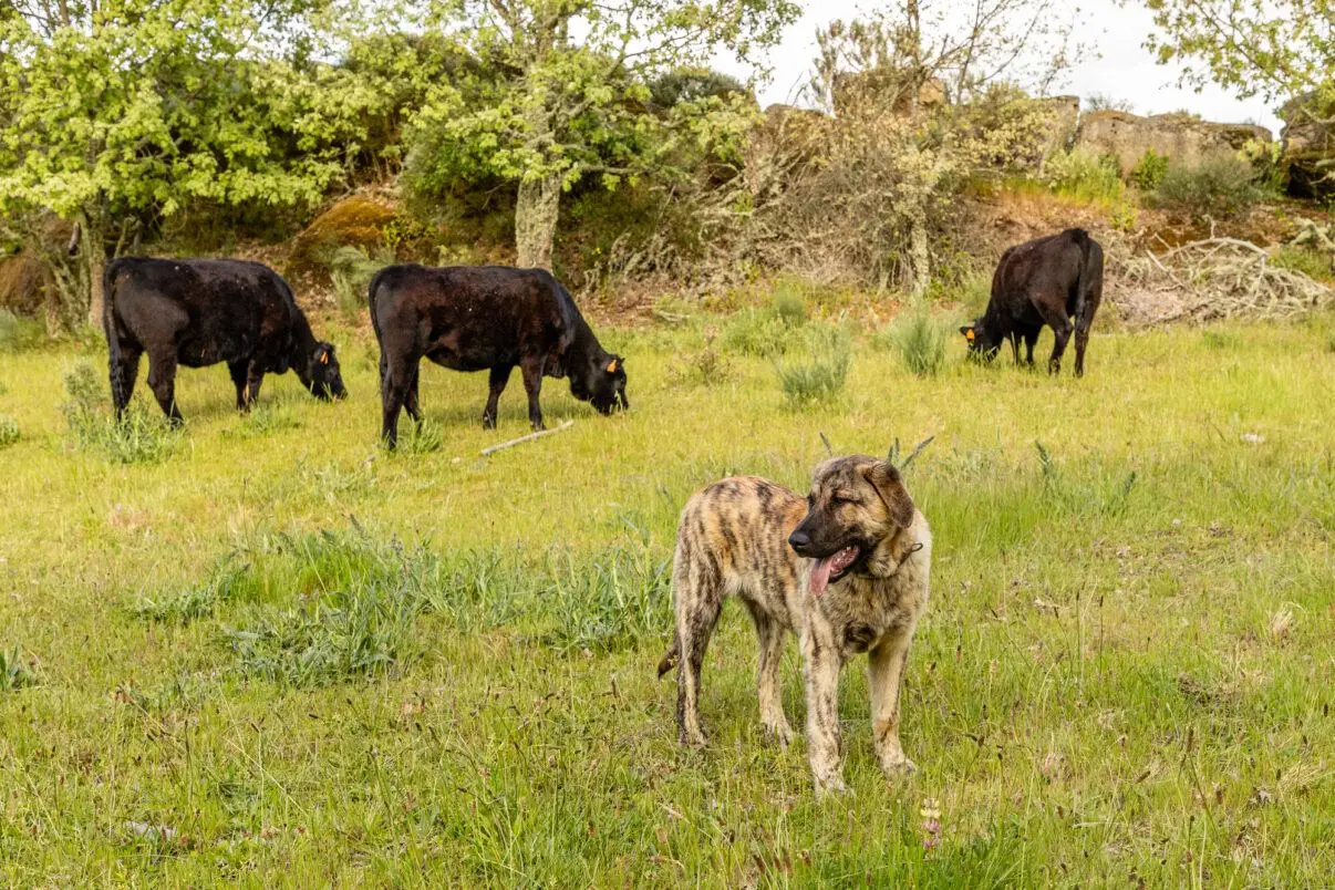 Recuperação do lobo-ibérico: mais de 100 cães de gado oferecidos a produtores
