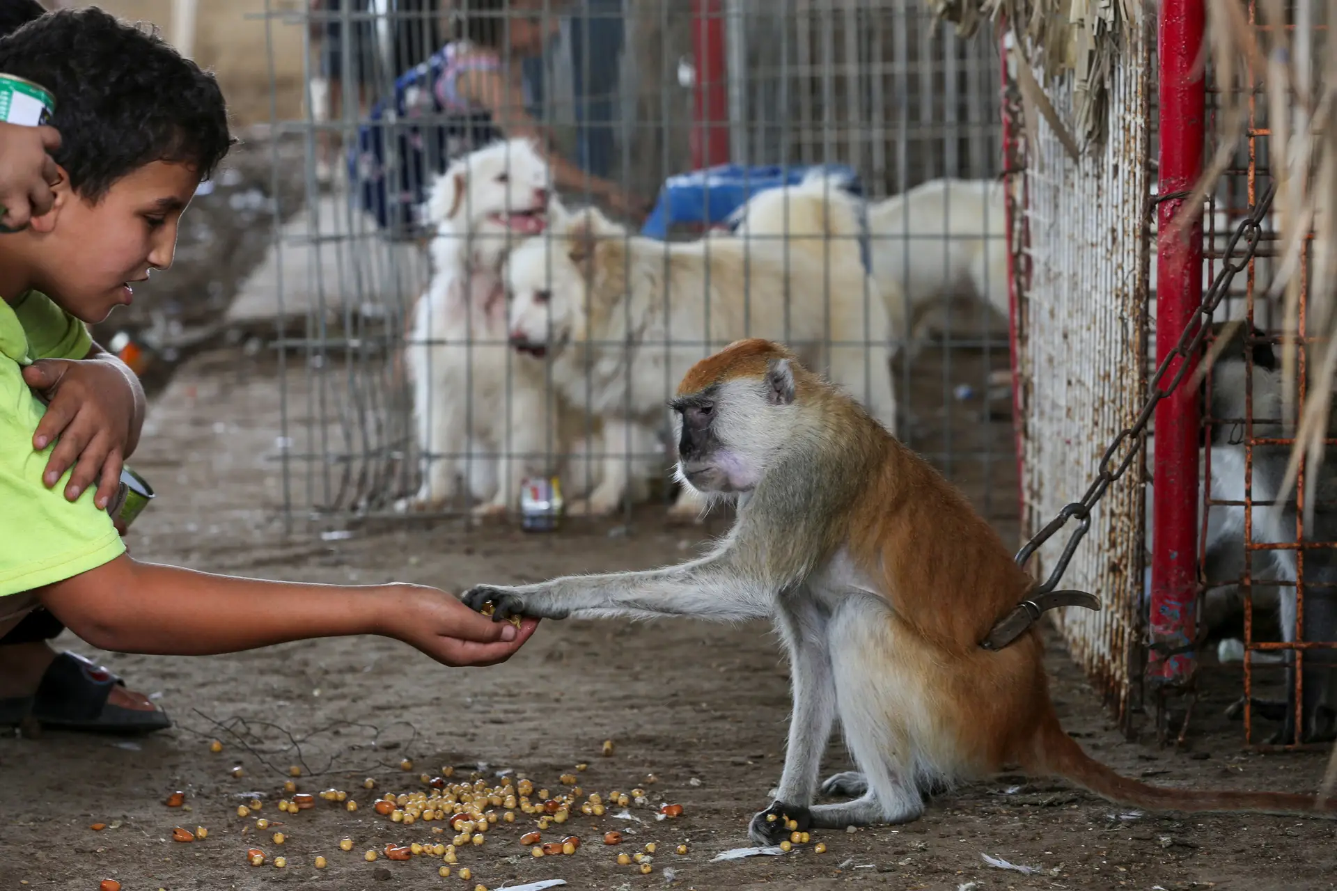 Zoológico em Rafah evacuado devido à guerra