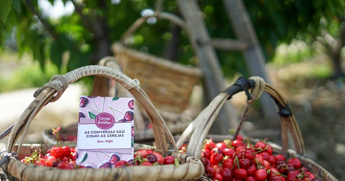 Fundão aposta no turismo da cerejeira em flor para atrair visitantes na Páscoa