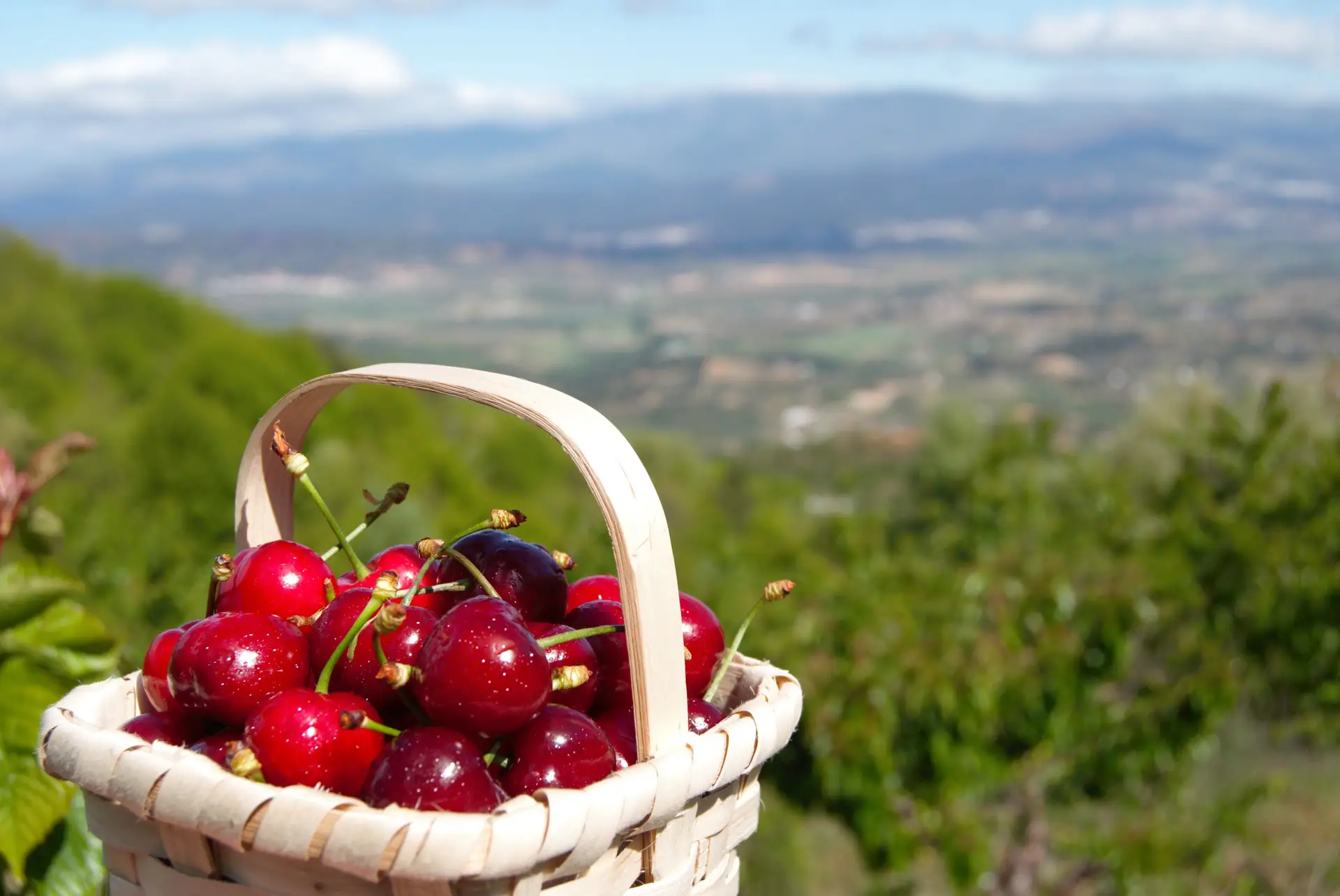 Fundão: até ao final de junho é tempo de celebrar os sabores da cereja